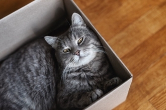 猫が『ダンボール』を好む理由4選　入りたがる心理やおすすめの活用法もご紹介