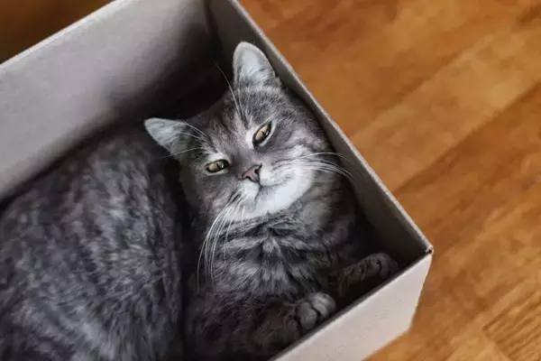 猫が『ダンボール』を好む理由4選　入りたがる心理やおすすめの活用法もご紹介