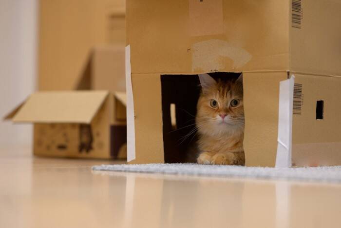 猫が『ダンボール』を好む理由4選　入りたがる心理やおすすめの活用法もご紹介