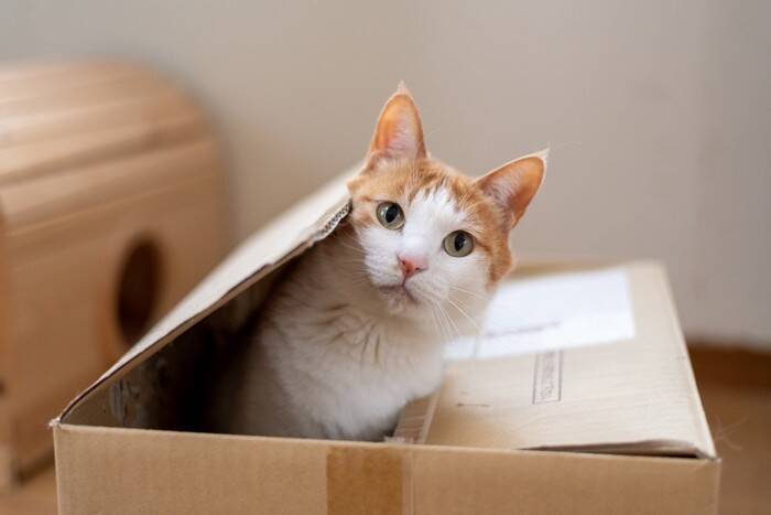 猫が『ダンボール』を好む理由4選　入りたがる心理やおすすめの活用法もご紹介