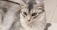 出かける気配を察知して『通せんぼしていた猫』→スルリと抜けられてしまい…『まさかの表情』が話題「早く帰りたくなるねｗ」「かわよい抵抗」
