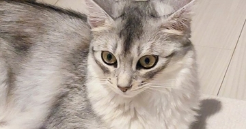 出かける気配を察知して『通せんぼしていた猫』→スルリと抜けられてしまい…『まさかの表情』が話題「早く帰りたくなるねｗ」「かわよい抵抗」