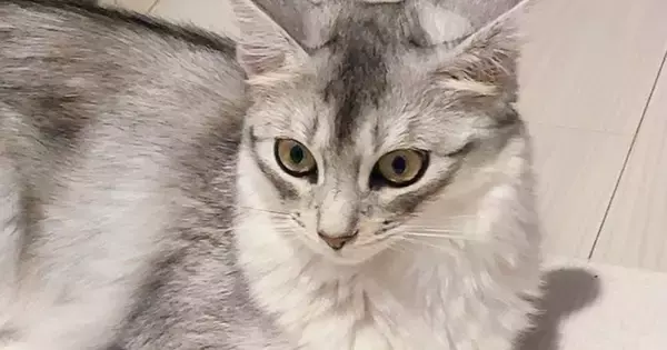 出かける気配を察知して『通せんぼしていた猫』→スルリと抜けられてしまい…『まさかの表情』が話題「早く帰りたくなるねｗ」「かわよい抵抗」