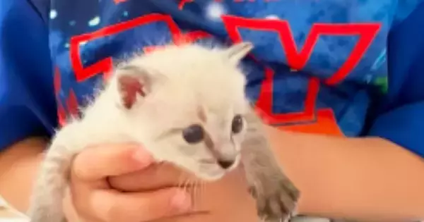 小さな男の子と子猫→仲良くなり、10か月が経つと…本当の兄弟のような『素敵な光景』が58万再生「いつまでも見ていたい」「成長したね」