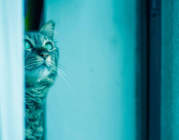 猫の目には『幽霊が見えている』と言われる理由4つ　本当に見えるの？不思議な仕草の意味とは