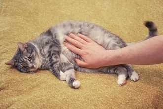 猫が『腹痛』を訴えているサイン3選　見逃せない仕草や取るべき対処法