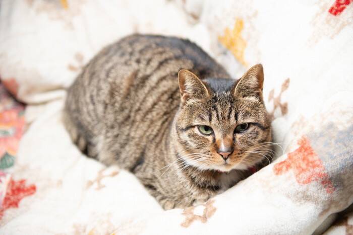 猫が『腹痛』を訴えているサイン3選　見逃せない仕草や取るべき対処法