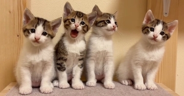 横一列に並んだ子猫4兄弟→1匹が『あくび』をしたら…まさかの『尊い光景』が73万再生「いいね一回じゃ足りない」「可愛すぎて震えた」