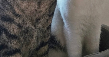激しくケンカをしていた2匹の猫→飼い主が止めに入った結果…まさかの表情と『可愛すぎる耳』に７万いいね「耳がシンクロｗ」「理不尽ｗ」
