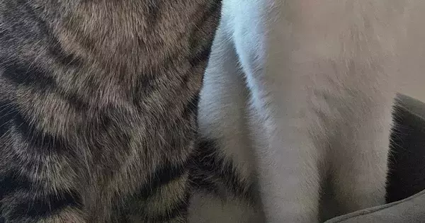 激しくケンカをしていた2匹の猫→飼い主が止めに入った結果…まさかの表情と『可愛すぎる耳』に７万いいね「耳がシンクロｗ」「理不尽ｗ」