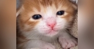 保護されたばかりの赤ちゃん猫→小さな口を開けて…『まさかの行動』が可愛すぎると107万再生「とんでもない破壊力ｗ」「なでなでしたい」