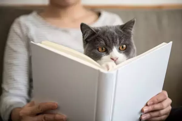 猫が関係している『慣用句やことわざ』5選　国内だけではなく世界にも？さまざまな教訓をご紹介