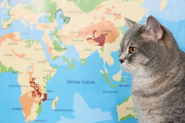 猫が関係している『慣用句やことわざ』5選　国内だけではなく世界にも？さまざまな教訓をご紹介