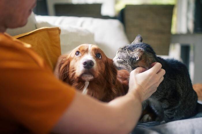 猫が関係している『慣用句やことわざ』5選　国内だけではなく世界にも？さまざまな教訓をご紹介