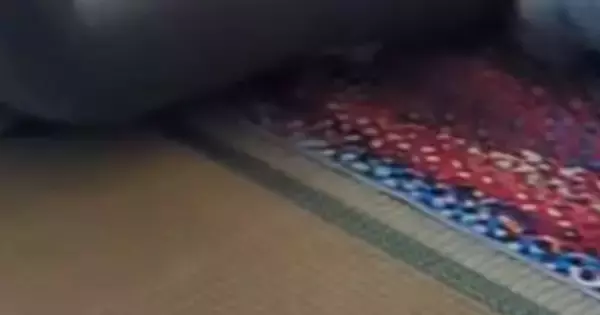 初めてのお留守番をした子猫→飼い主が帰宅すると…思わず涙が出る『尊い光景』が47万再生「偉かったねぇ」「泣けちゃうのわかる」