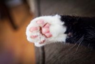 猫にまつわる難しい『カタカナ用語』3つ　あなたはいくつ分かりますか？