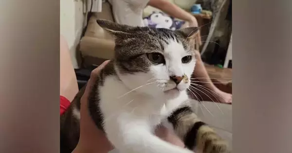 大好きなお兄ちゃんの上に乗った猫→そっと体を捕まえられると…『愛おしすぎる反応』が60万再生「目つきがすごいｗ」「健気だねー」