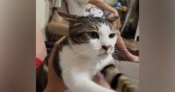 大好きなお兄ちゃんの上に乗った猫→そっと体を捕まえられると…『愛おしすぎる反応』が60万再生「目つきがすごいｗ」「健気だねー」