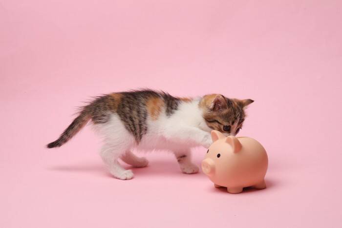 『ひとり暮らし』で猫を飼うときの注意点4つ　迎える前に必ず心得ておくべきこと