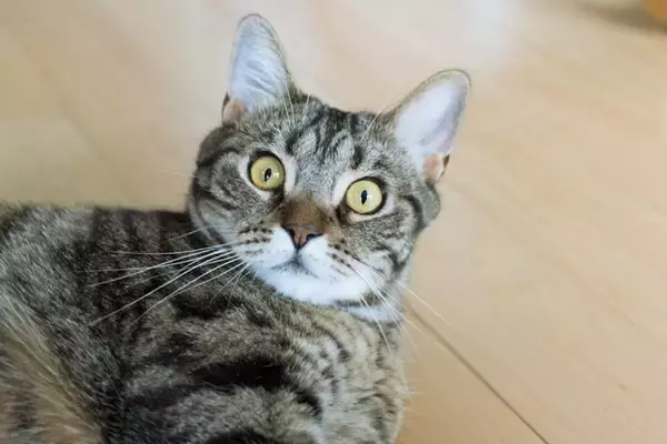 猫が驚いてしまう『飼い主の行動』5選　愛猫からの信用を失う可能性も…？