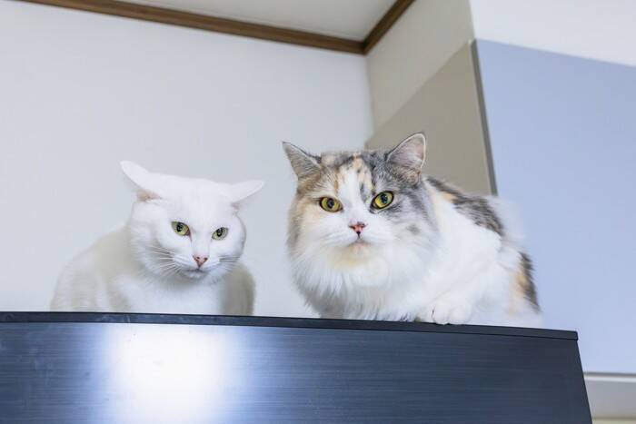 猫が驚いてしまう『飼い主の行動』5選　愛猫からの信用を失う可能性も…？