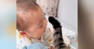 猫がしっぽを使って『赤ちゃん』と遊んだ結果…いつまでも眺めていたい『尊すぎる光景』が126万再生「タッチが優しい」「平和で涙が出る」