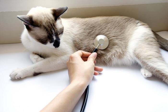 食事療法だけでは改善しない？猫の『難治性腸疾患』新たな治療の可能性と研究結果を獣医が解説