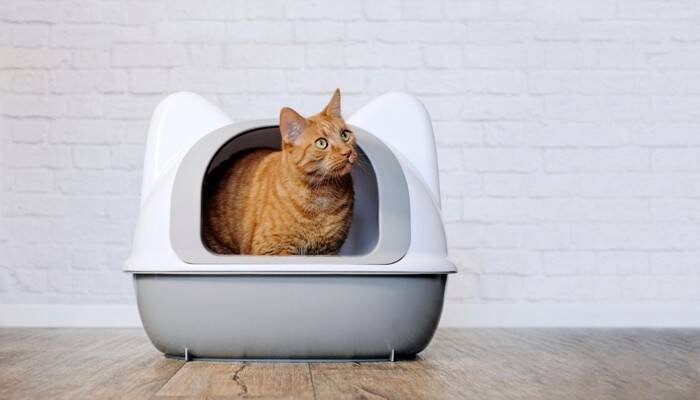 食事療法だけでは改善しない？猫の『難治性腸疾患』新たな治療の可能性と研究結果を獣医が解説
