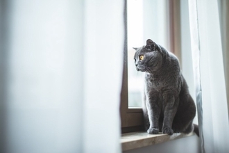猫との暮らしで避けるべき『危険な換気方法』4選　思わぬトラブルの可能性や安全に行うコツ