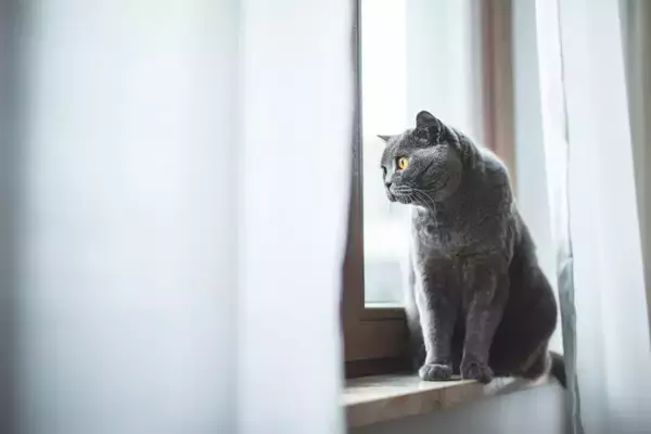 猫との暮らしで避けるべき『危険な換気方法』4選　思わぬトラブルの可能性や安全に行うコツ