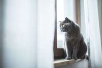 猫との暮らしで避けるべき『危険な換気方法』4選　思わぬトラブルの可能性や安全に行うコツ