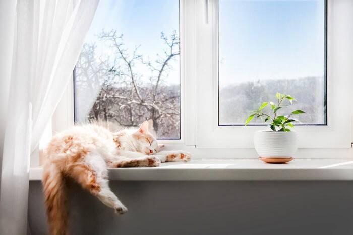 猫との暮らしで避けるべき『危険な換気方法』4選　思わぬトラブルの可能性や安全に行うコツ