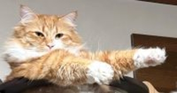 キャットタワーにいた2匹の猫、『おてて』をよく見ると…変身ポーズのような光景に「スーパーヒーローｗ」「にゃ面ライダー爆誕」と1万いいね