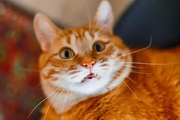 猫を『ニックネーム』で呼んでも問題ない？　愛称を使うときに気をつけるべきポイント3つ