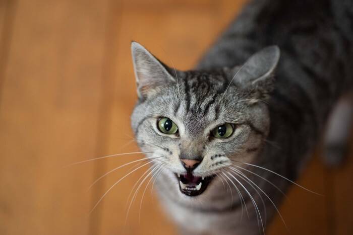 猫を『ニックネーム』で呼んでも問題ない？　愛称を使うときに気をつけるべきポイント3つ