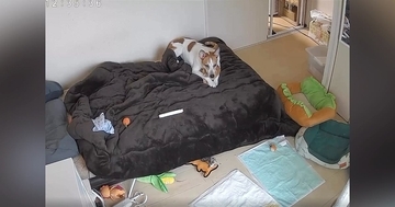 お留守番中の『犬と猫の様子』をカメラで確認した結果…尊すぎる『まさかの光景』に4万2000いいね「変な声出た」「癒しをありがとう」