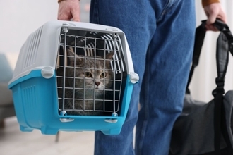 猫と『災害時に避難する』ときの3つのポイント　同伴避難と同行避難の違いから必要な備えまで