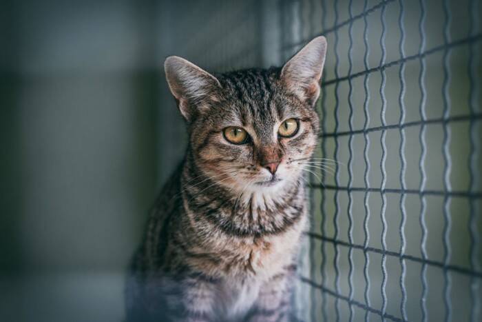猫と『災害時に避難する』ときの3つのポイント　同伴避難と同行避難の違いから必要な備えまで