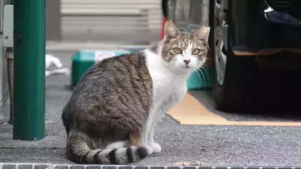『野良猫』に絶対してはいけないNG行為4選　法律に反することも？適切な関わり方とは