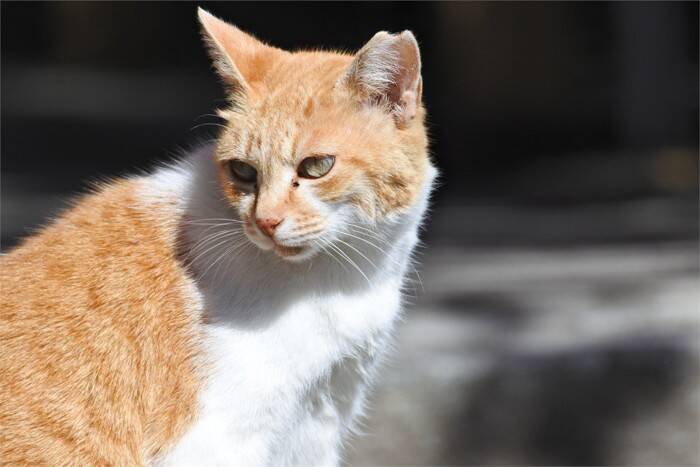 『野良猫』に絶対してはいけないNG行為4選　法律に反することも？適切な関わり方とは