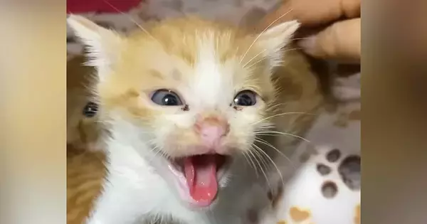 姉妹を守るように威嚇していた子猫が、数日後…同じ猫とは思えない『驚きの変化』に「何があったのｗ」「小さいのに頑張ってたんだね」の声