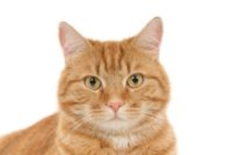 猫の『視力を低下させる』病気5選　目が見えない、見えづらい猫の特徴は？今まで通りの暮らしはできる？