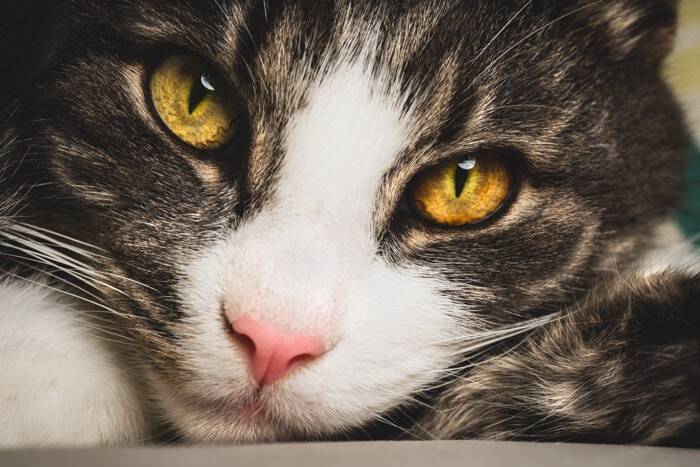 猫の『視力を低下させる』病気5選　目が見えない、見えづらい猫の特徴は？今まで通りの暮らしはできる？