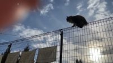 野良猫が高いフェンスを越えてきて…『運命的な出会い』から保護後の様子に胸が熱くなると62万再生の大反響「素敵すぎて」「衝撃的」