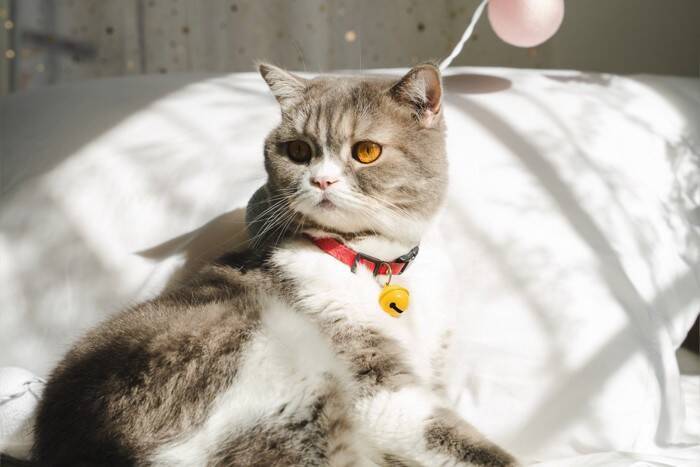 猫の『首輪に鈴』をつけたいなら…考えるべきメリット・デメリットと注意点