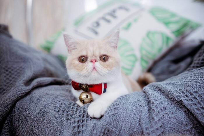 猫の『首輪に鈴』をつけたいなら…考えるべきメリット・デメリットと注意点