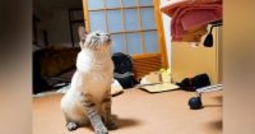激怒していた猫→何かなと思っていたら…判明した『まさかの理由』が尊すぎると169万再生「大騒ぎしていたのに」「破壊力が半端ない」