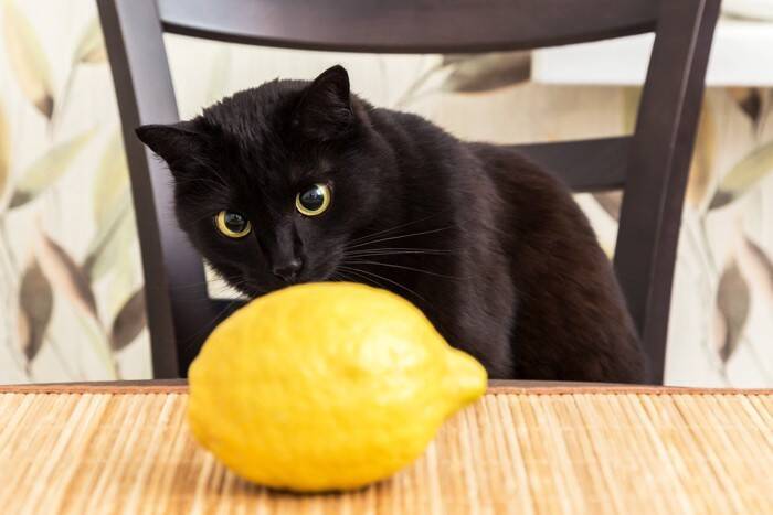 猫がどうしても『大嫌い』なもの4選　苦手とする理由や飼い主がすべき対策も解説