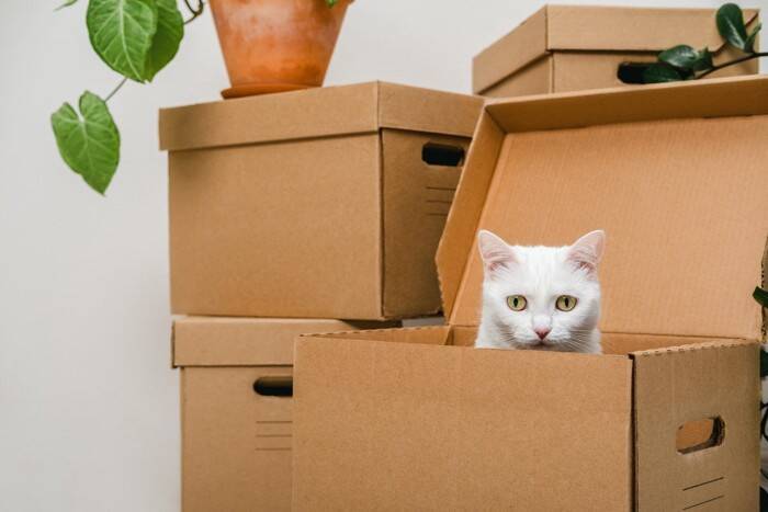 猫がどうしても『大嫌い』なもの4選　苦手とする理由や飼い主がすべき対策も解説