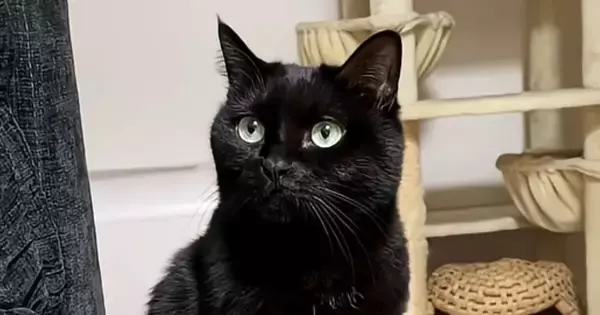 『全然戻ってこないパパ』を心配する様子の黒猫→戻ってくると…見つけた瞬間の『尊い行動』が52万再生「感動の再会」「可愛すぎて泣きそう」